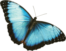 butterfly